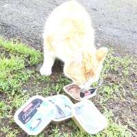 photo de livraison pour Jardin des Chats