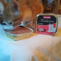photo de livraison pour L'Arche des Amis à pattes