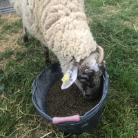 photo de livraison pour La Ferme des Zanimobiles