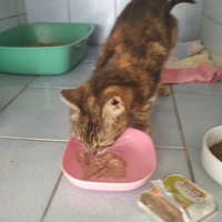 photo de livraison pour L'école du Chat d'Ollioules