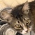 photo animal
