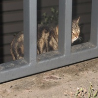 photo de livraison pour Chat Libre de l'Ile du Ramier