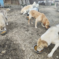 photo de livraison pour Svetlana Bjelogrlic