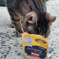 photo de livraison pour Les Chats'nonymes