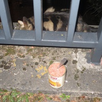 photo de livraison pour Chat Libre de l'Ile du Ramier