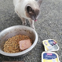 photo de livraison pour Chat L'Heureux Chat l'Ange et Cie