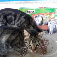 photo de livraison pour Chats en Liberté