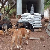 photo de livraison pour Help Adopt Moroccan Animals