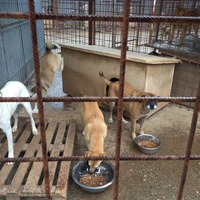 photo de livraison pour Save & Hope for Dogs