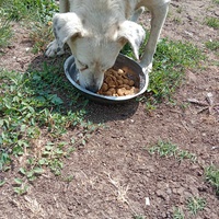 photo de livraison pour Serbian Society for the Protection of Animals - SSPA