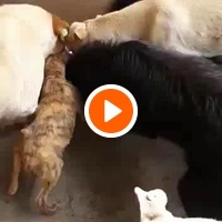 photo de livraison pour Comme Chiens et Chats Maroc