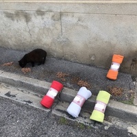 photo de livraison pour Les Chats Libres de la Canterrane