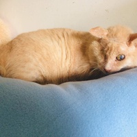 photo de livraison pour Vallée des Chats