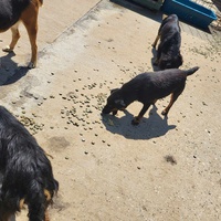 photo de livraison pour Nobody's Dog France