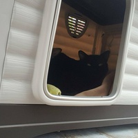 photo de livraison pour Chats Libres de Béziers