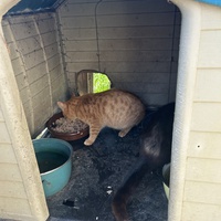 photo de livraison pour Les chats Port-Saint-Louisiens