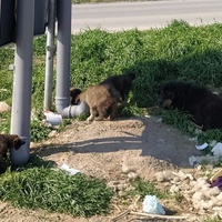 photo de livraison pour Civic Initiative Kane Korzo Skopje