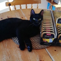 photo de livraison pour L’École du Chat de Saint-Denis Langevin