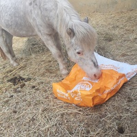 photo de livraison pour Happy Horse Day