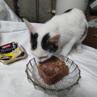 photo de livraison pour Les Chats de la Rue