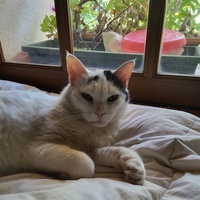 photo de livraison pour Roses et Bandanas