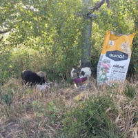 photo de livraison pour Protect Cat