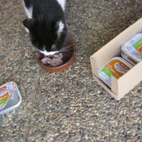 photo de livraison pour Au Bonheur des Chats Libres