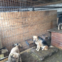 photo de livraison pour RespekTIERE Leben e.V.