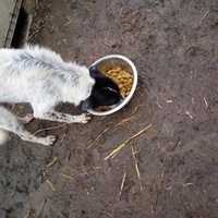 photo de livraison pour Serbian Society for the Protection of Animals - SSPA