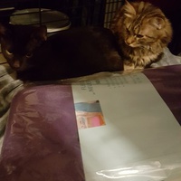 photo de livraison pour Nos Amis les Chats des Rues