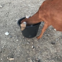photo de livraison pour La Ferme des Zanimobiles