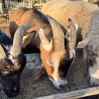 photo de livraison pour Refuge du Poil à la Plume