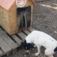 photo de livraison pour Refuge pour chiens de Baia Mare