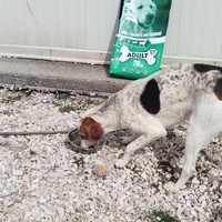 photo de livraison pour Beta Zajecar