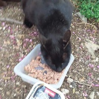 photo de livraison pour Les Chats-Pitresdelavi-Ste