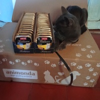 photo de livraison pour Les chats libres de Caro