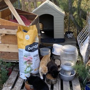 photo de livraison pour Les chats Port-Saint-Louisiens