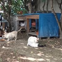 photo de livraison pour Castel Cats
