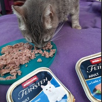 photo de livraison pour Association Misty Pépère