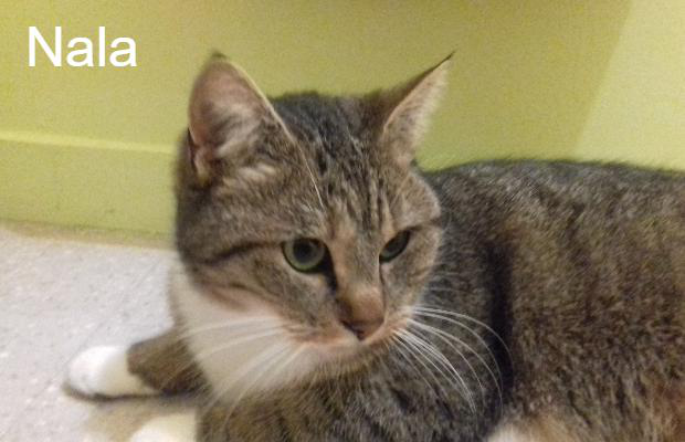 Nala Pour L Amour Des Chats Animal Webaction Nala Pour L Amour Des Chats Animal Webaction