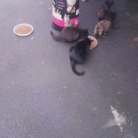 photo de livraison pour Sweety Pets