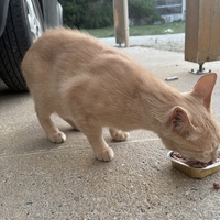 photo de livraison pour Les Chats de la Rue