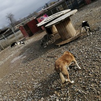 photo de livraison pour Animals voice Macedonia