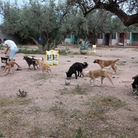 photo de livraison pour Help Adopt Moroccan Animals