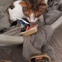 photo de livraison pour Les Pattounes de l'Espoir