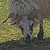 photo animal