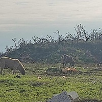 photo de livraison pour Civic Initiative Kane Korzo Skopje