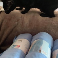 photo de livraison pour Les chats Port-Saint-Louisiens