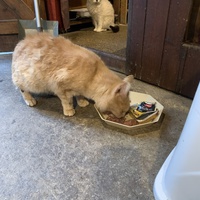 photo de livraison pour Les chats de chez nous