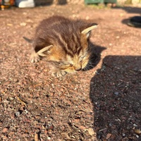 photo de livraison pour Stérilcat 80